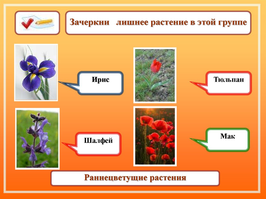 Выберите и выберите разница. Тема цветы Зачеркни лишнее. Что лишнее растения. Зачеркни лишнее растение окружающий мир 3 класс. Цветы вычеркни лишнее.