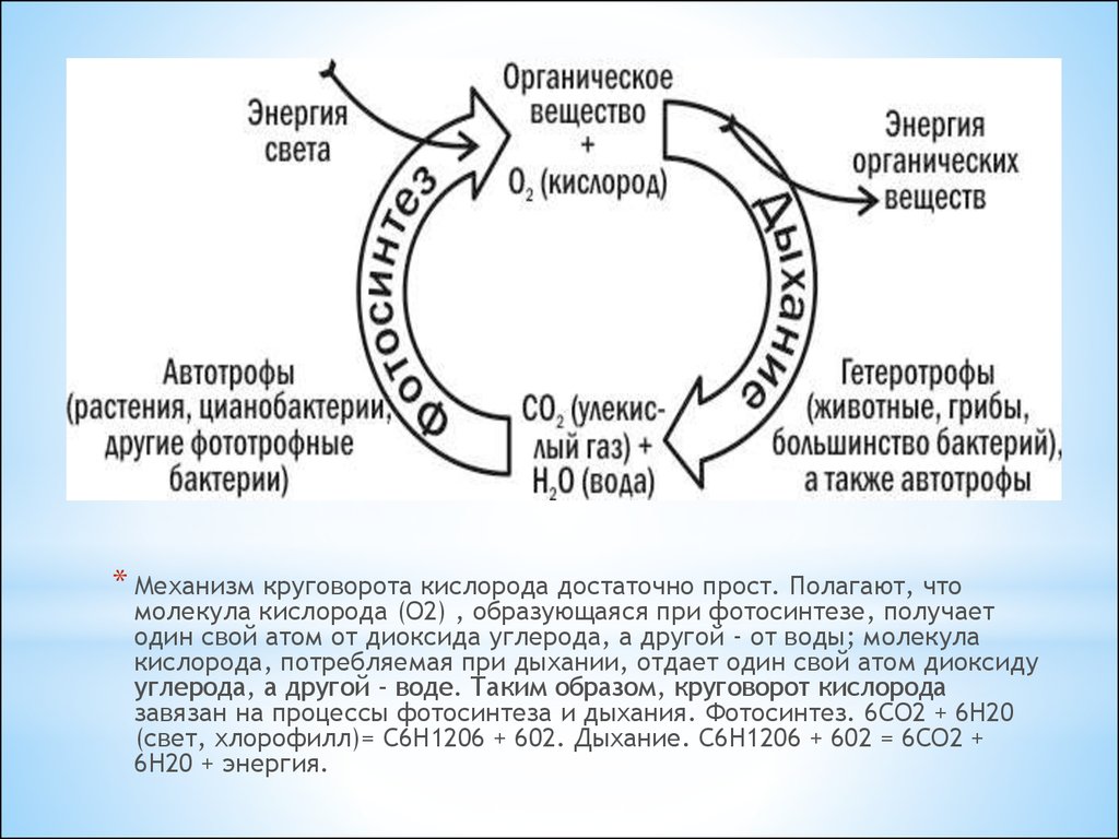 Круговорот кислорода процессы. Механизм круговорота кислорода. Круговорот кислорода в природе схема. Кислород в природе схема. Круговорот кислорода в природе.