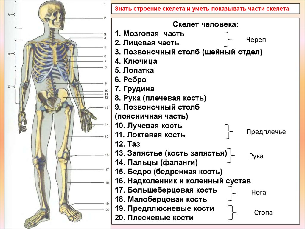 Подпишите отделы скелета