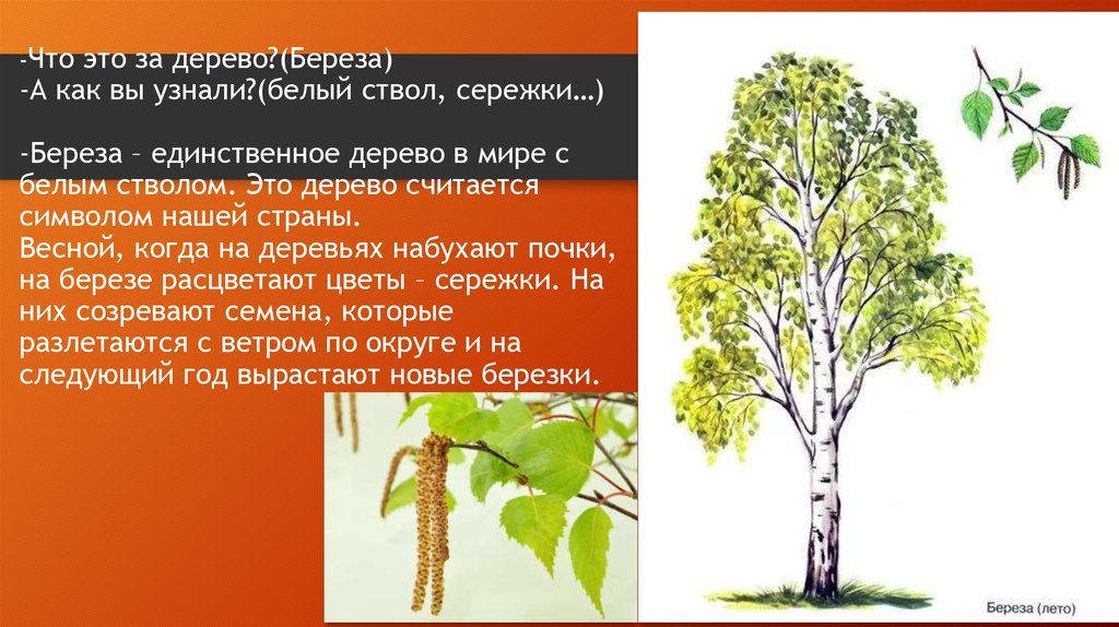 Береза свойства древесины. Строение березы. Берёза строение дерева. Строение березы для детей. Береза и ее части.