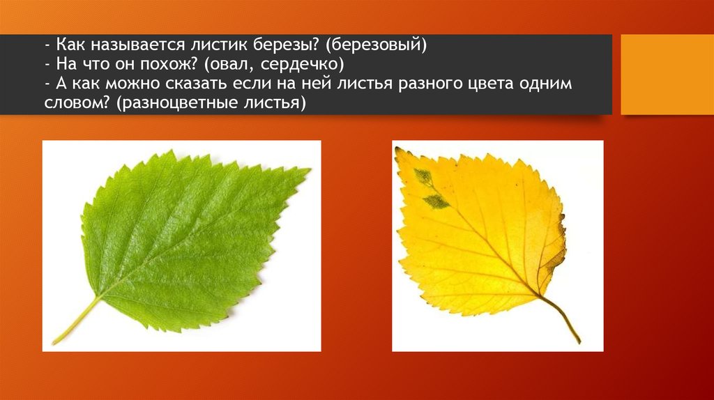 Дам лист. Описание листа березы. Описание листьев березы. Описать лист березы. Описание березового листа.