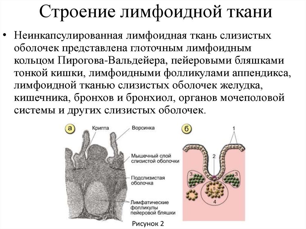 Лимфоидная ткань глотки фото