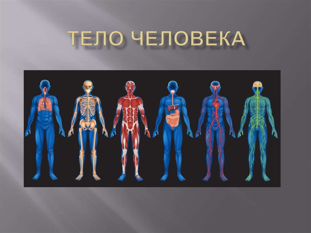 Почему тело человека. Тело человека. Слайд тело человека. Системы тела человека. Тело человека для презентации.