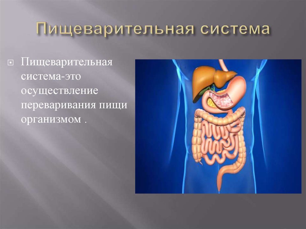 Проект пищеварительная система