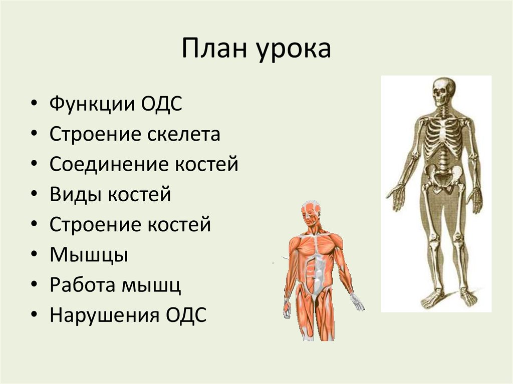 Какие особенности скелета говорят о том