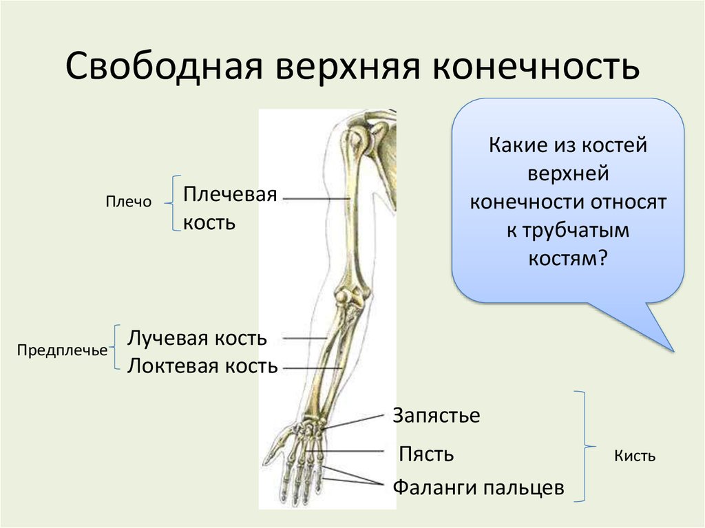 К скелету свободных конечностей относятся. Строение скелета верхней конечности. К скелету свободной верхней конечности относят. Верхние конечности отдела отдела скелета. Кости верхней конечности правой вид спереди.