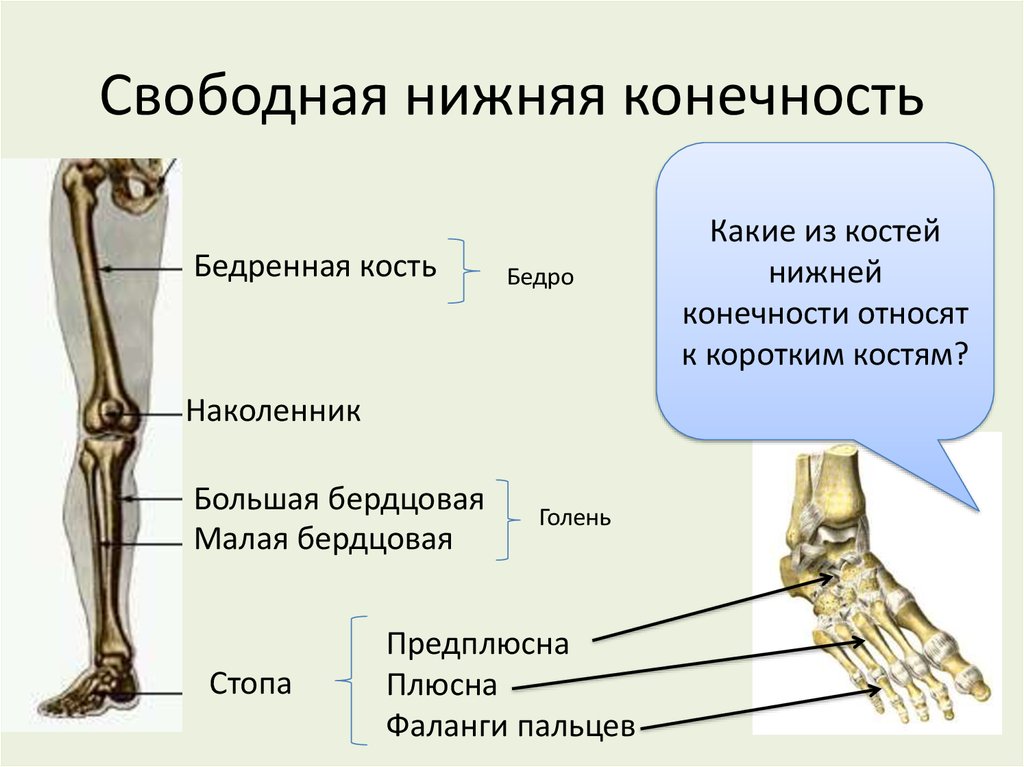 7 скелет конечностей. Строение скелета нижних конечностей. Кости составляющие скелет свободной нижней конечности. Костный скелет свободной нижней конечности. Отделы скелета свободной нижней конечности строение.