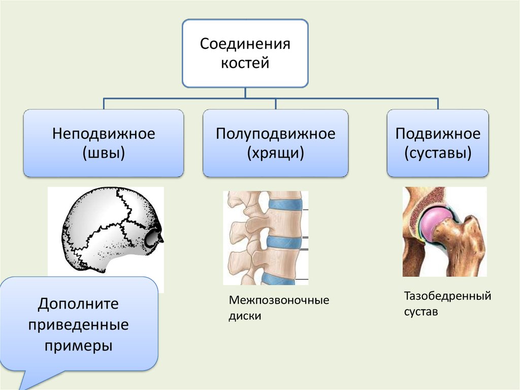 Полуподвижное соединение между. Шов это неподвижное соединение костей. Схема строения соединения костей. Соединение костей неподвижные полуподвижные суставы. Функция подвижного соединения костей.
