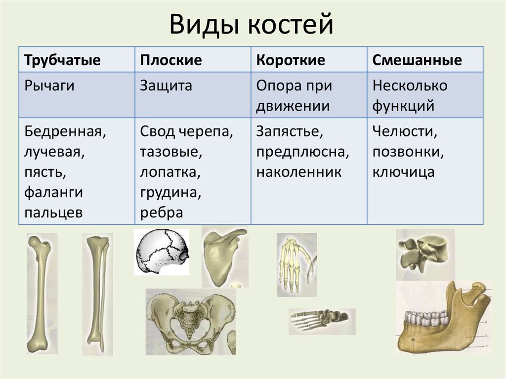 Схема человека строение костей