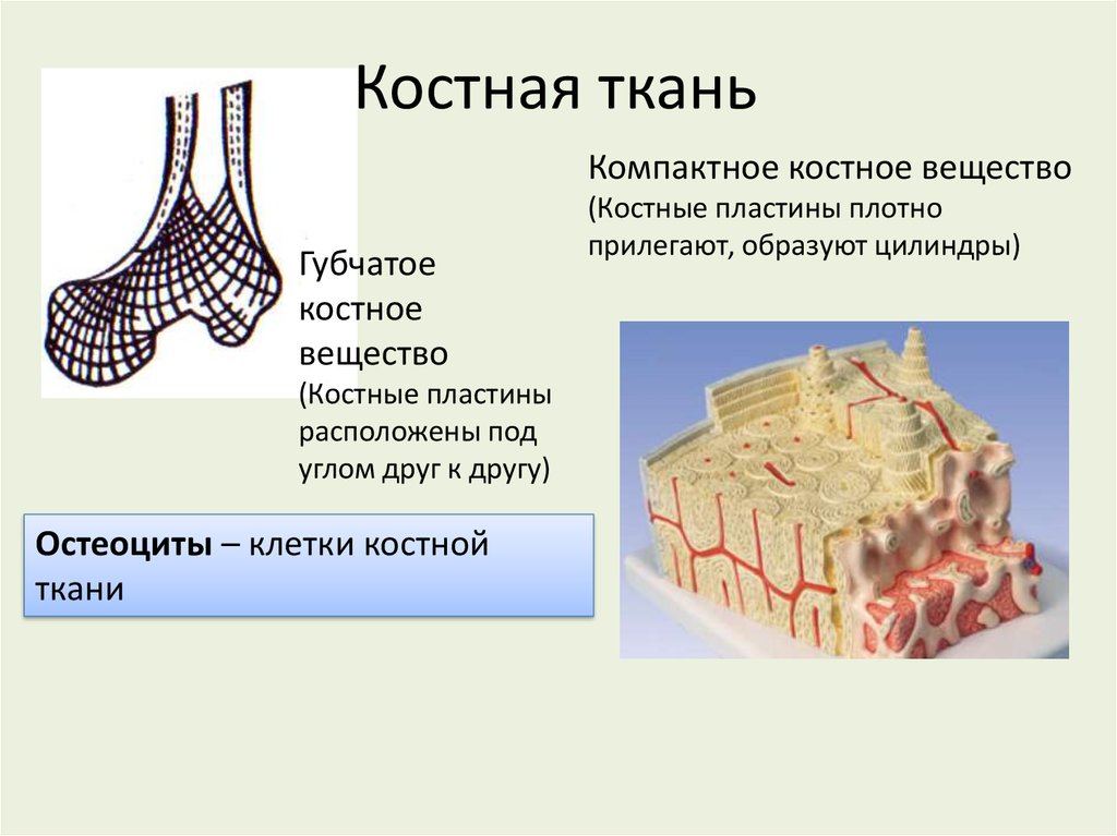 Скелетные ткани презентация