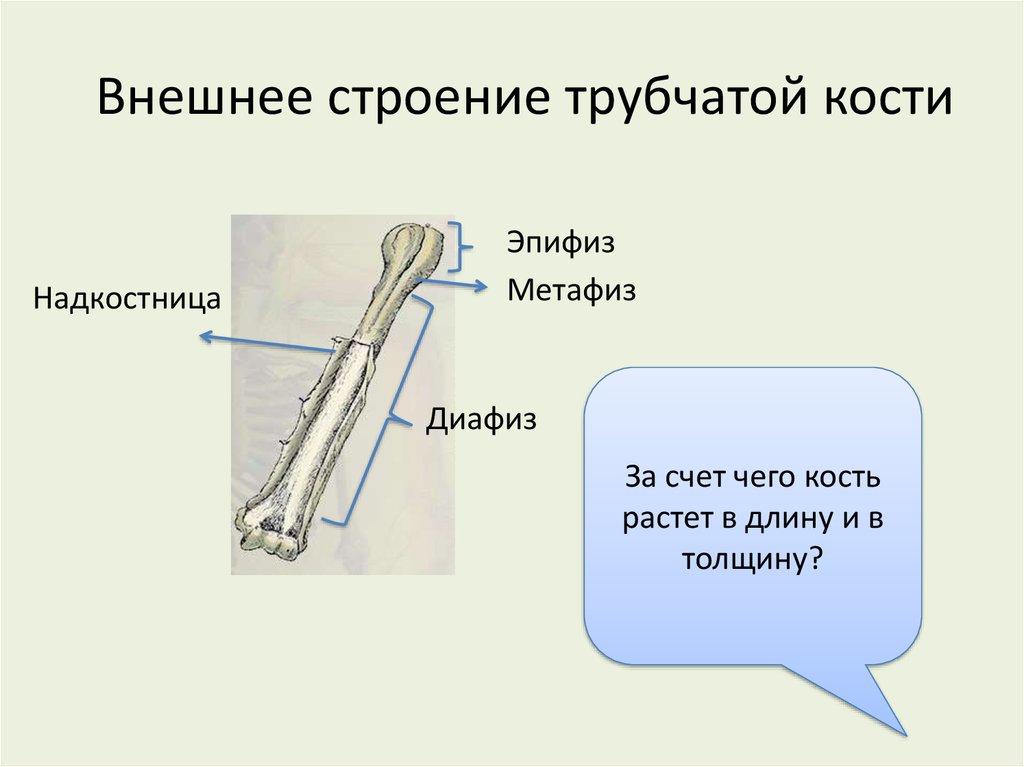 Рост костей в длину осуществляется