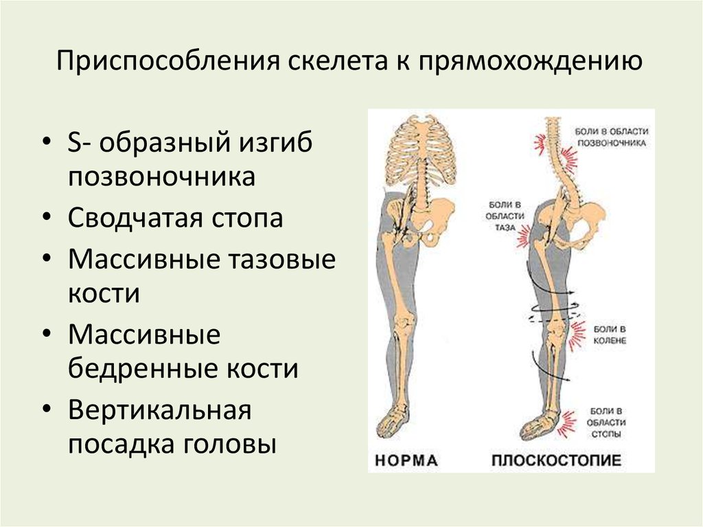 Особенности формы скелета. Приспособления скелета к прямохождению. Приспособления скелета человека к прямохождению. Приспособления позвоночника к прямохождению. Приспособления к прямохождению у человека.