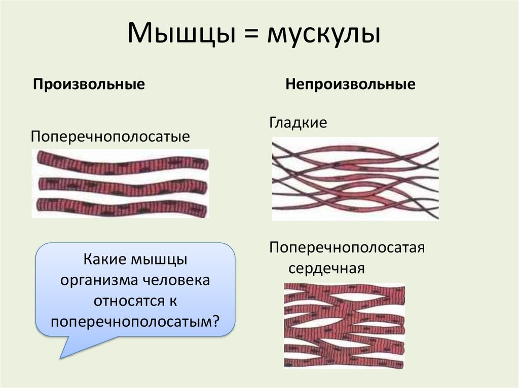 Непроизвольные мышцы. Гладкая мускулатура и поперечно полосатая. Поперечно полосатые мышцы и гладкие мышцы. Поперечно полосатая произвольная. К поперечно полосатой мускулатуре относятся.