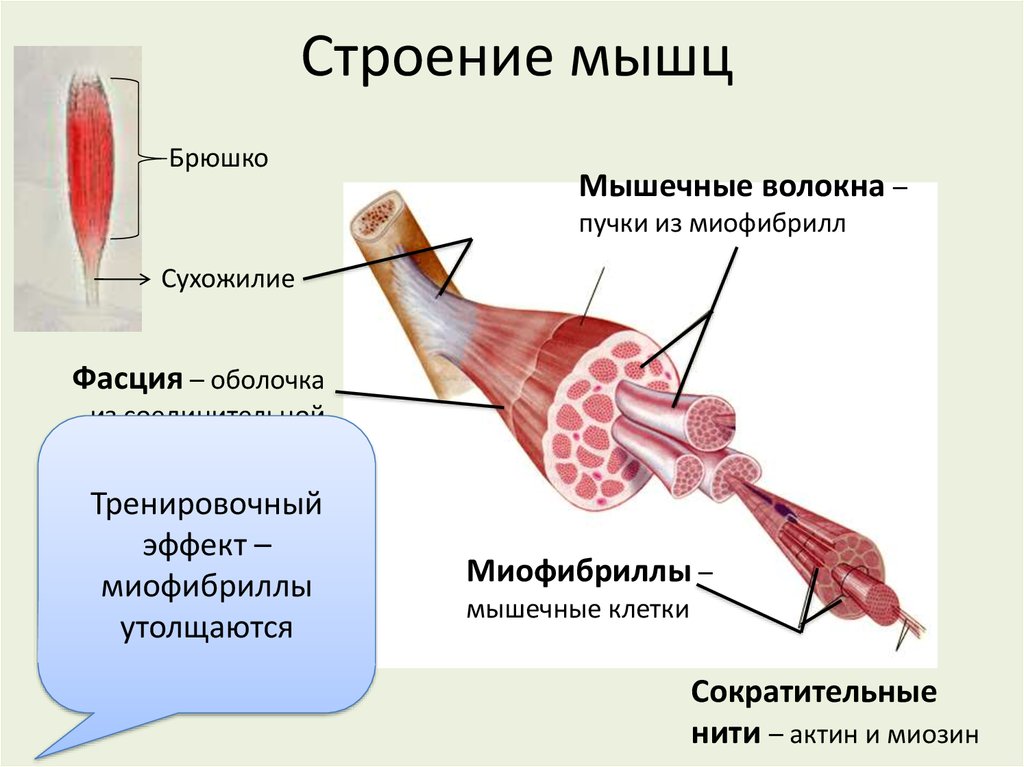 Последовательность мышечных элементов. Мышца анатомия строение фасция. Строение мышцы брюшко сухожилие. Строение волокна скелетной мышцы. Строение скелетной мышцы человека 8 класс биология.