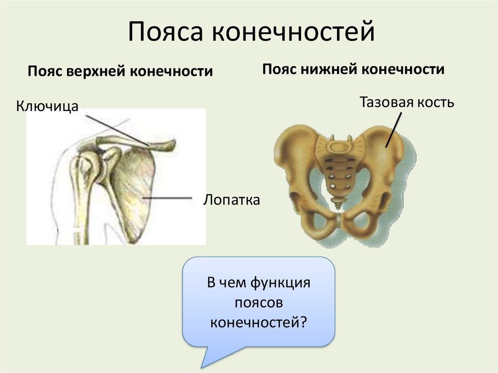Функции пояса передних конечностей млекопитающих