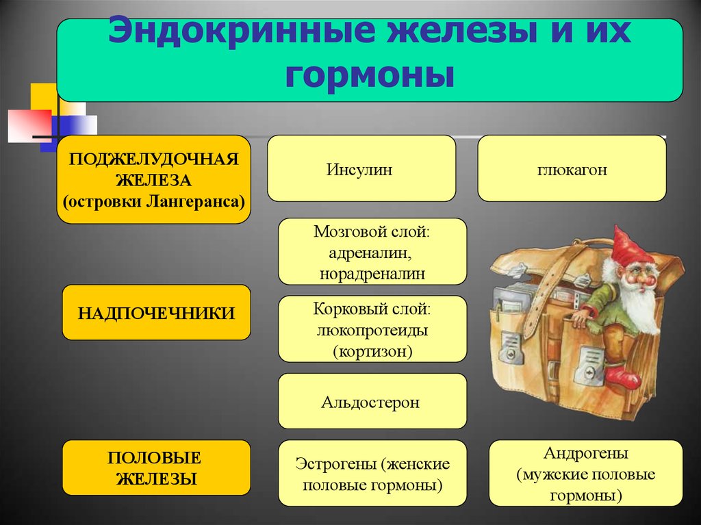 Гормоны желез внутренней секреции. Гормоны внутренней секреции. Железы секреции и их гормоны. Гормоны эндокринных желез. Железы внутренней секреции гормоны.