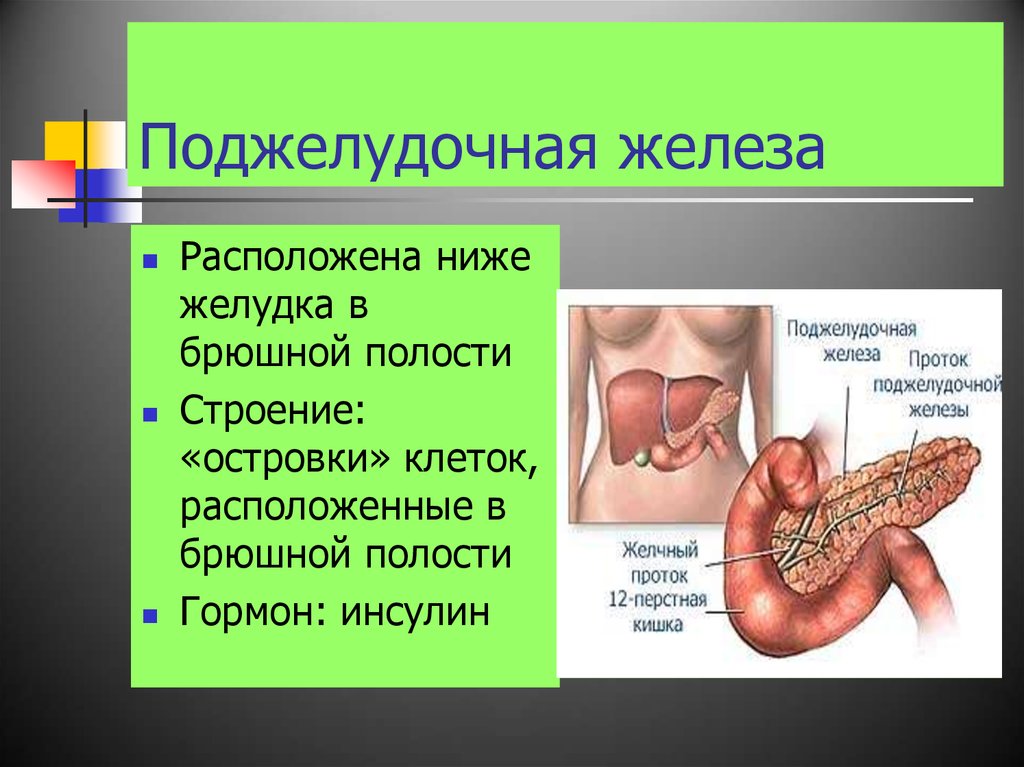 Какие железы расположены в брюшной полости. Поджелудочная железа расположение. Расположение поджелудочной железы в брюшной полости. Поджелудочная железа расположена в брюшной полости.