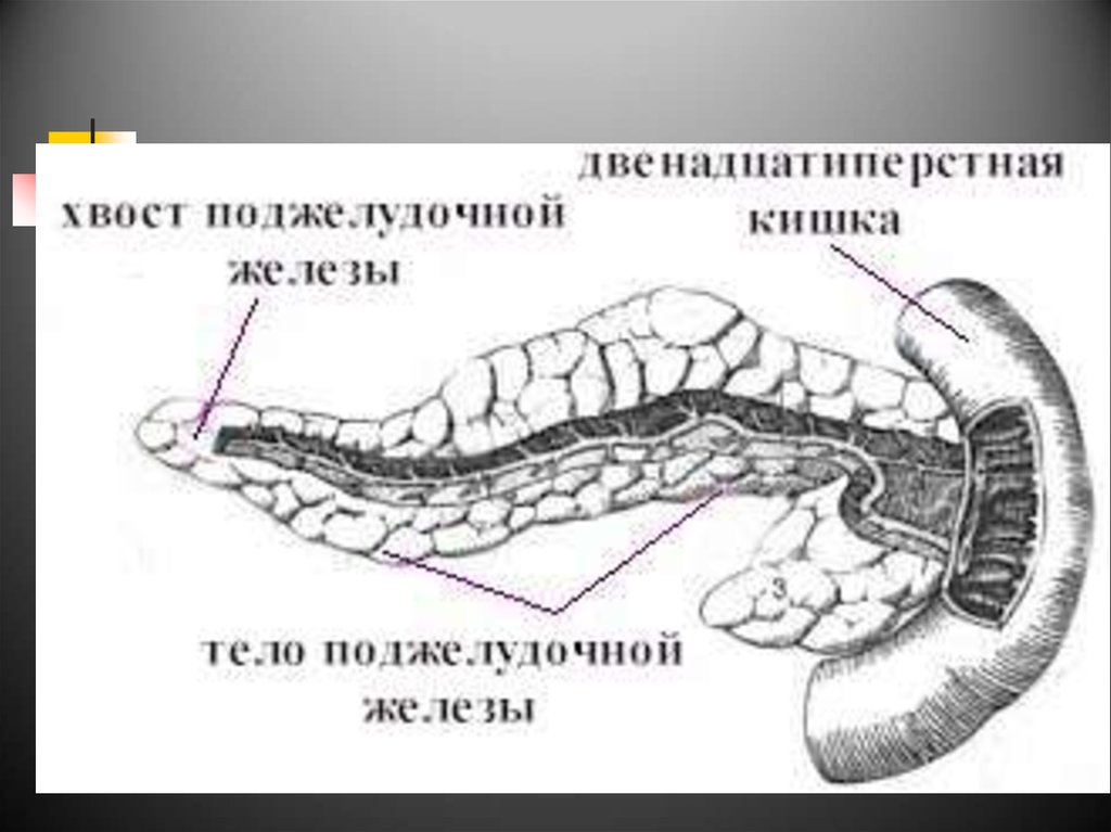 Строение поджелудочной железы животных