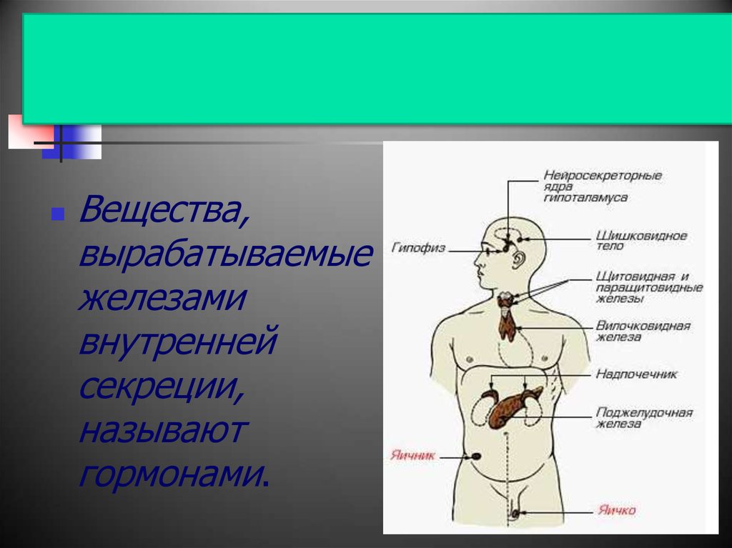 Возрастные особенности желез внутренней секреции презентация