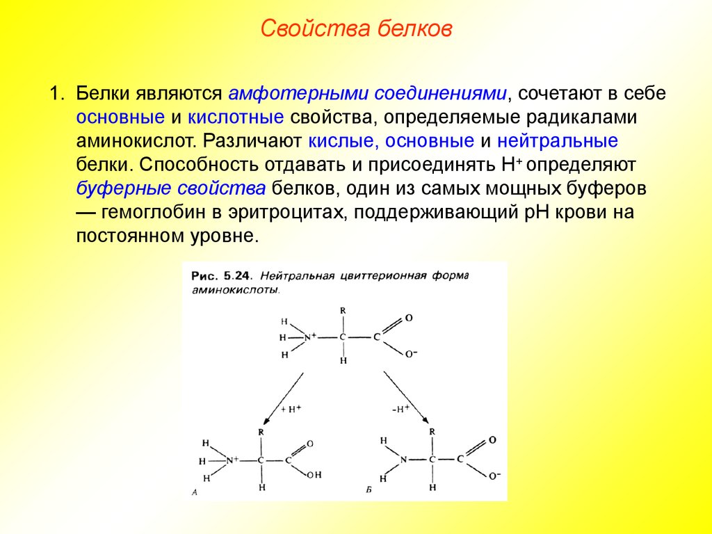 Характеристика белки