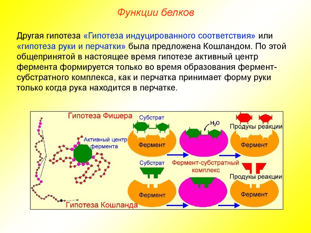 Белки состав и свойства белков. Белки функции. Функции белков. Ферментативная функция белков. Структура и функции белков.