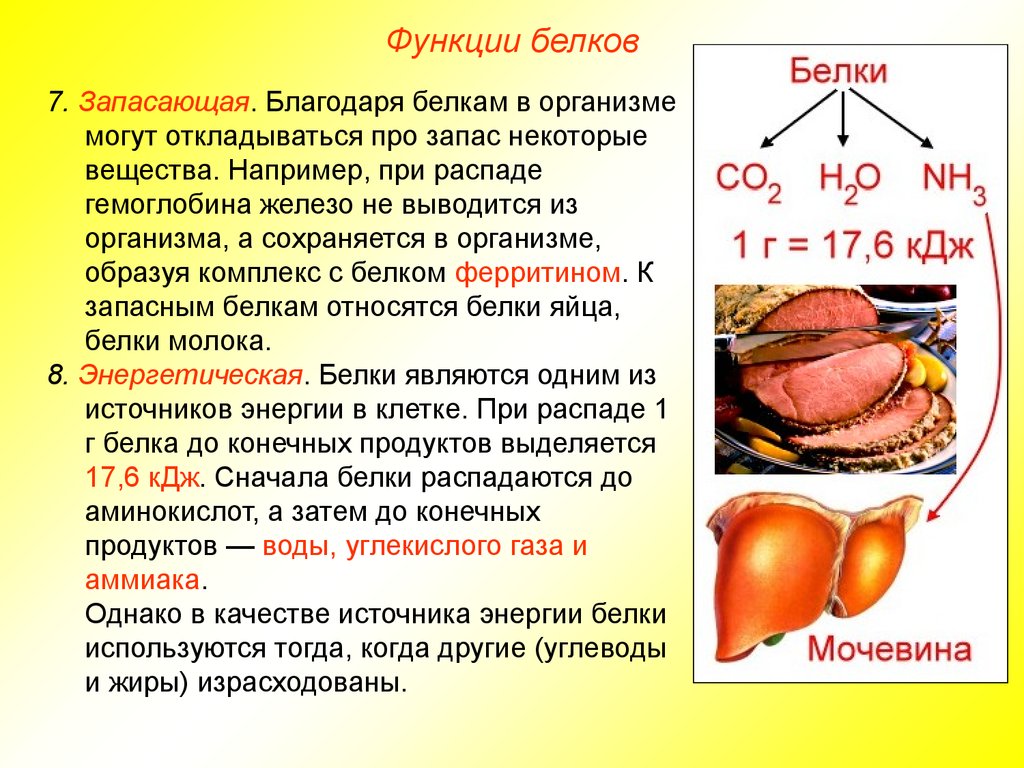 Функции белков человека. Жиры в организме запасаются в. Белок функции в организме. Энергетическая функция белков в организме. Белки энергетическая функция.