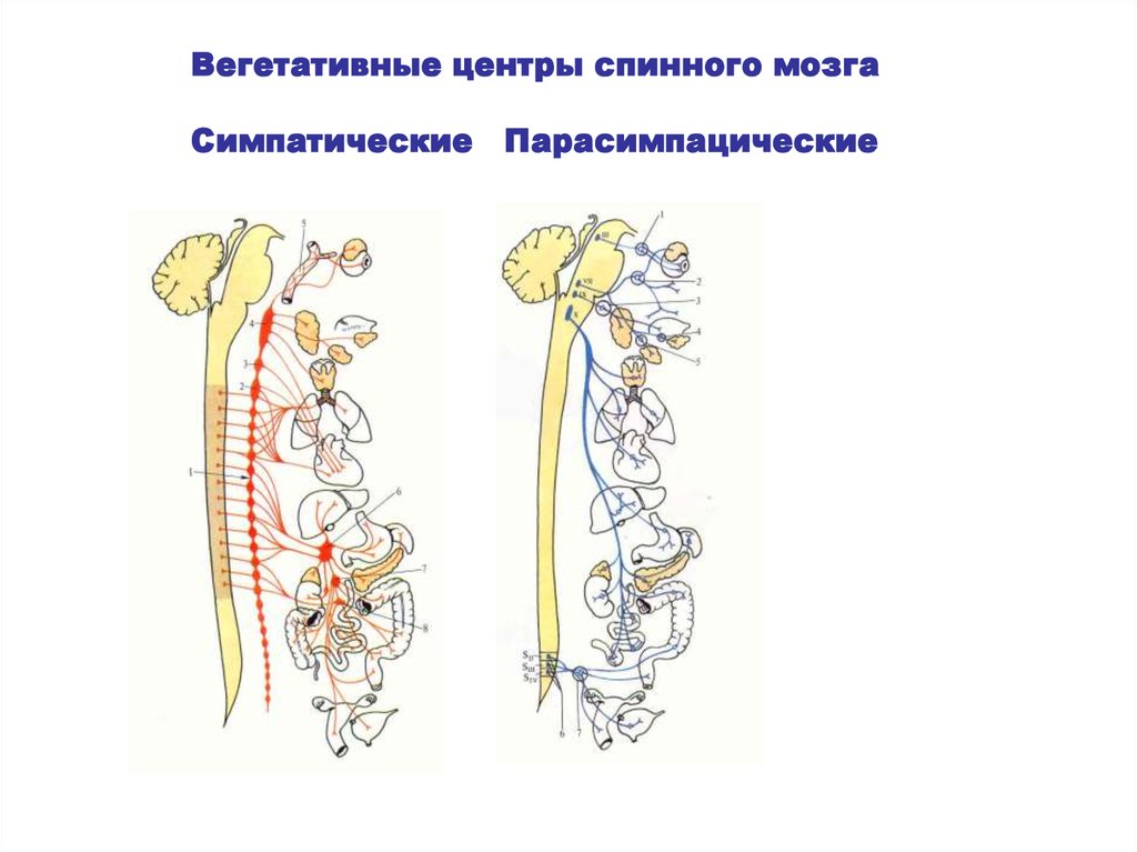 Центр вегетативной нервной системы находится. Вегетативные центры спинного мозга. Функции нервных центров спинного мозга. 4 Рефлекторные центры спинного мозга.. Локализация нервных центров в спинном мозге.