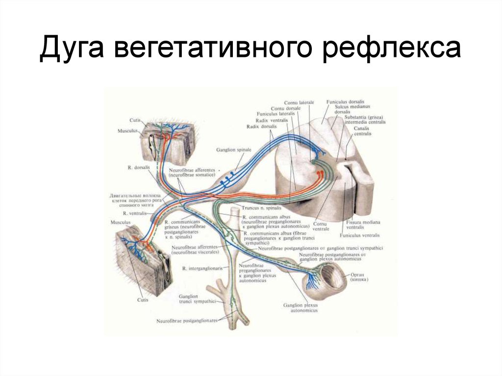 Вегетативные рефлексы головного мозга. Классификация рефлексов рефлекторная дуга. Схема вегетативного рефлекса физиология. Вегетативная рефлекторная дуга. Структура дуги вегетативного рефлекса физиология.