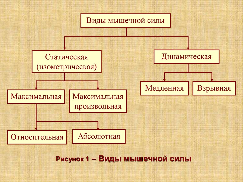 Вид собственный. Виды мышечной силы. Виды динамической силы. Разновидности динамической си. Виды мышечных усилий.