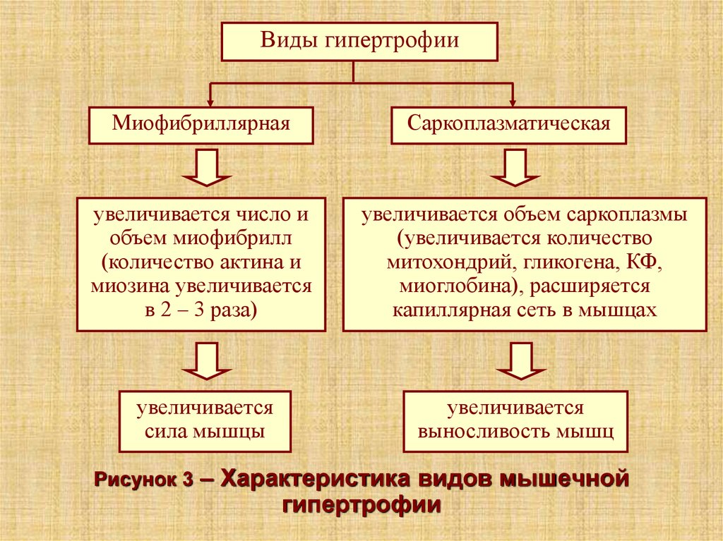 Гипертрофия мышц. Типы мышечной гипертрофии. Типы гипертрофии мышц. Механизмы гипертрофии мышц. Типы гипертрофии скелетных мышц.