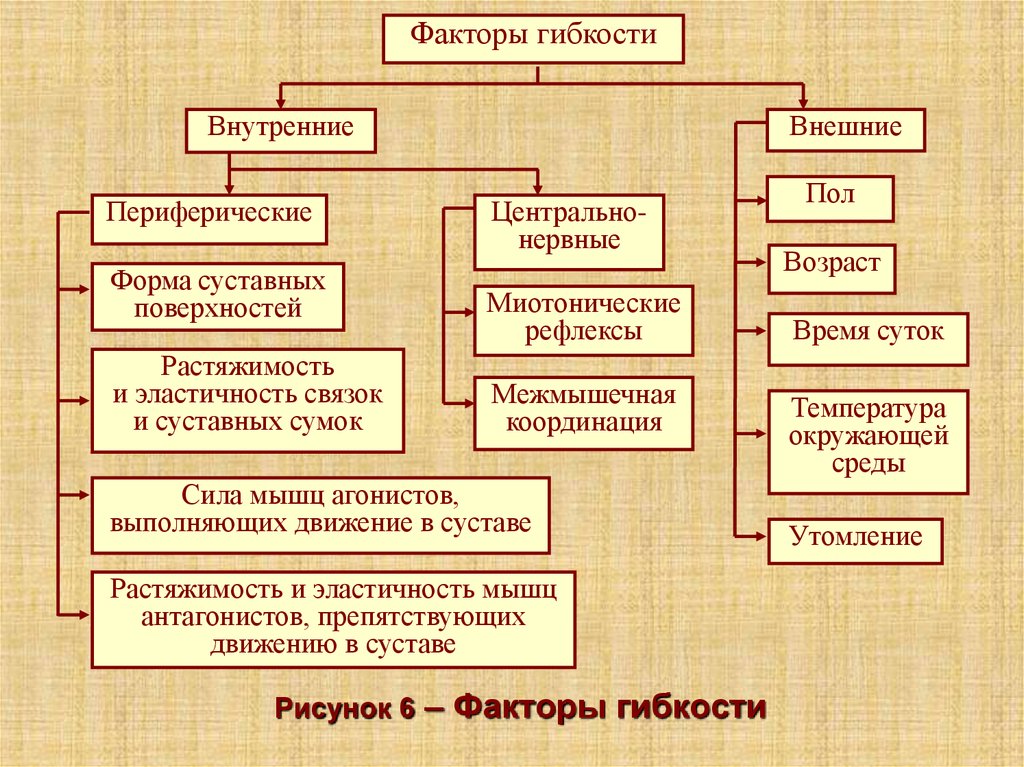 Основным фактором является. Факторы проявления гибкости. Факторы развития гибкости. Факторы влияющие на гибкость. Факторы влияющие на проявление гибкости.