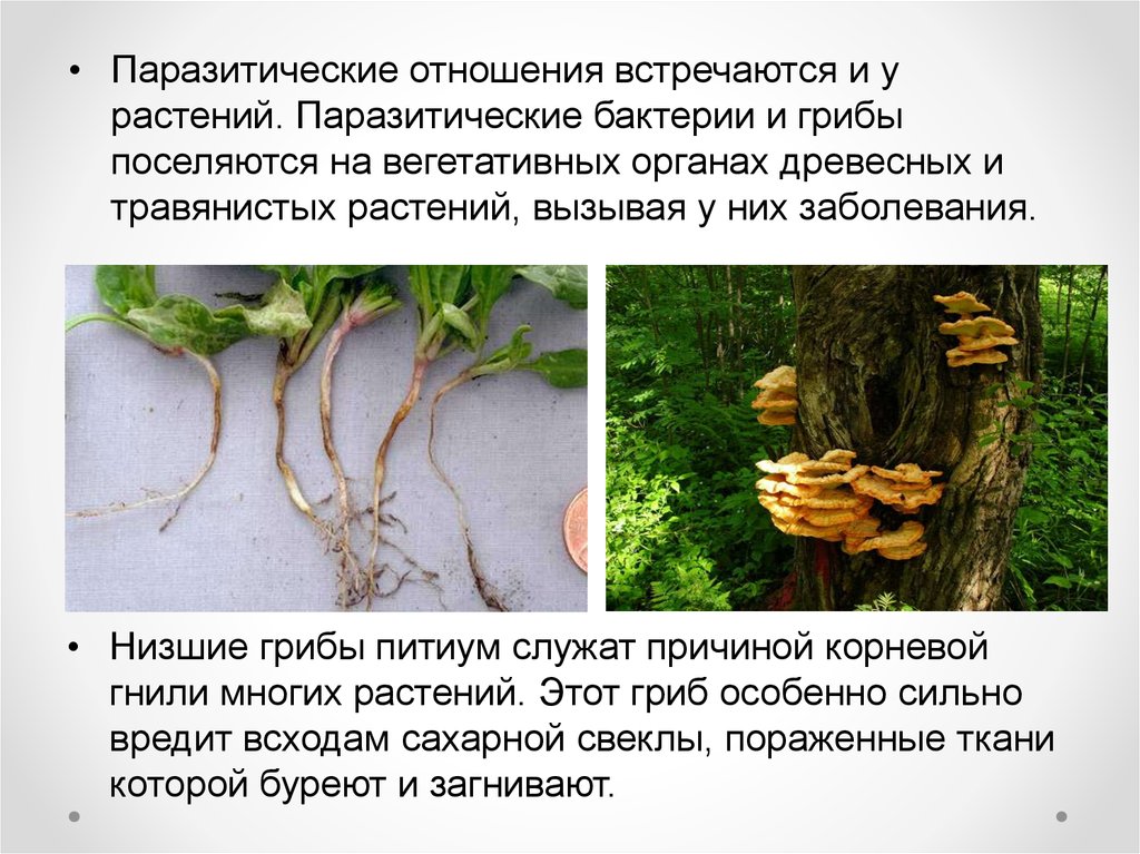 Паразитические грибы заболевания. Паразитические грибы растений. Паразитические грибы и бактерии. Грибы паразитирующие на растениях. Взаимоотношения растений.