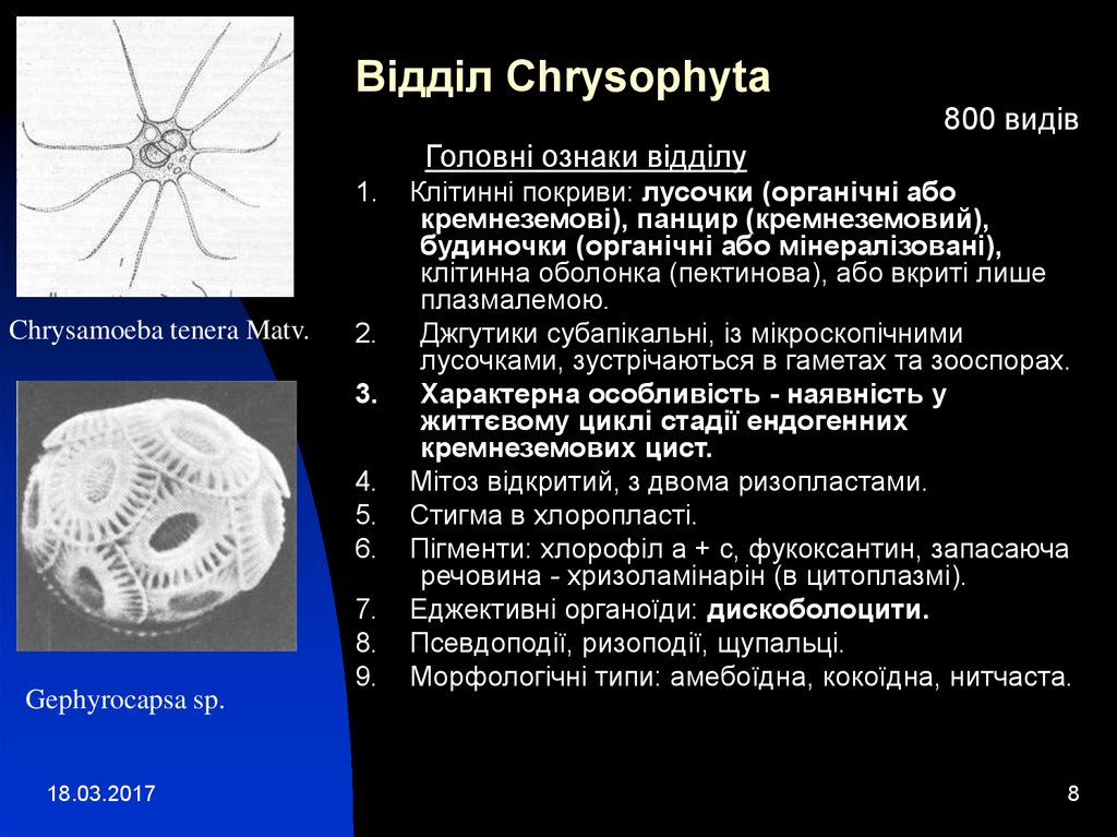 Відділ Chrysophyta
