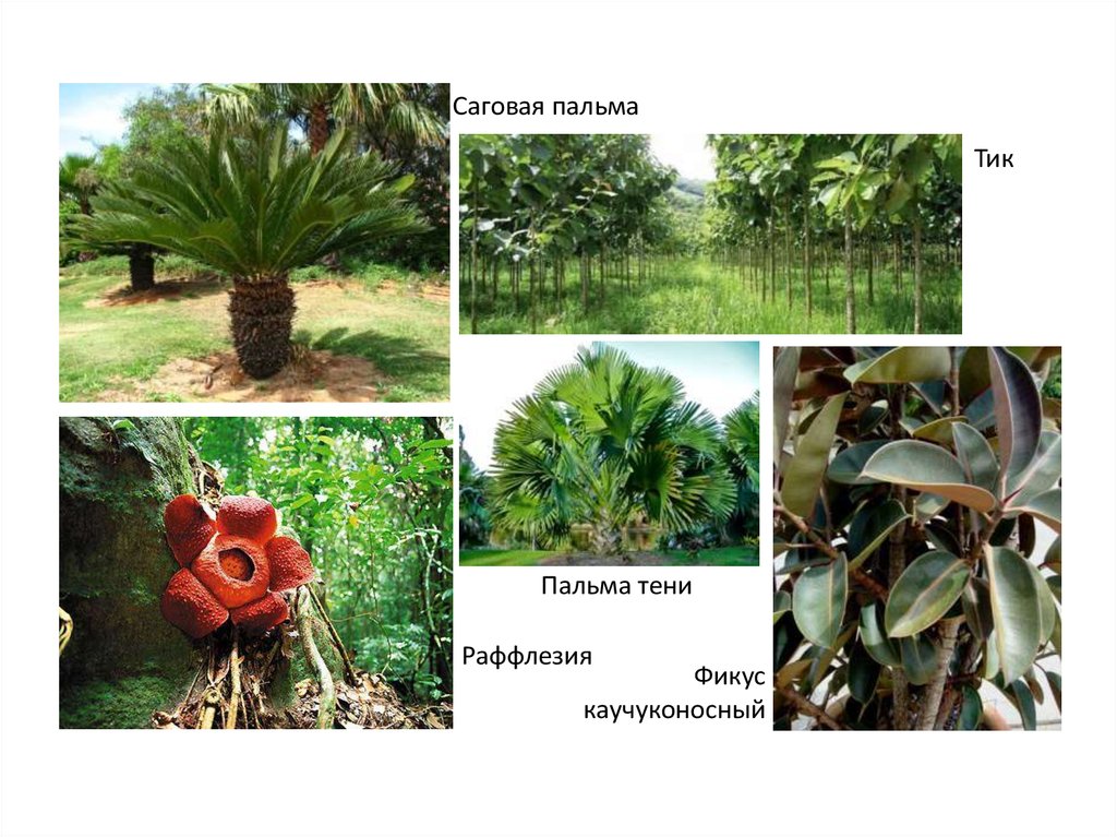 Палеотропическое флористическое царство презентация