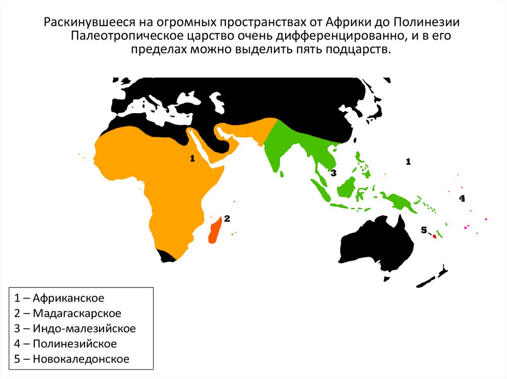 Палеотропическое флористическое царство презентация