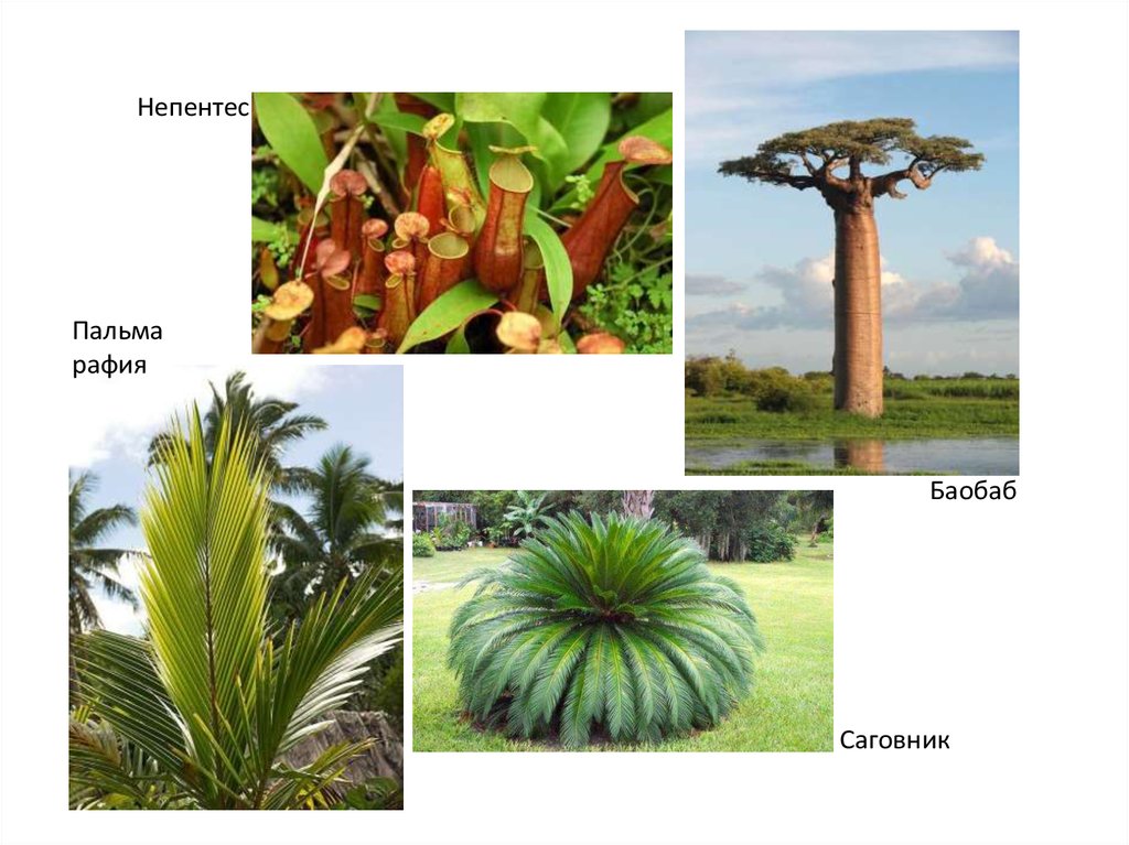 Стрелками укажите районы произрастания растений нарисованных на картинках пальма и лиана баобаб