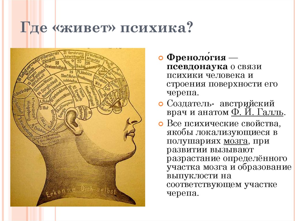 Психика человека это. Психика человека. Где находится психика у человека. Френология лженаука. Психика человека психика.