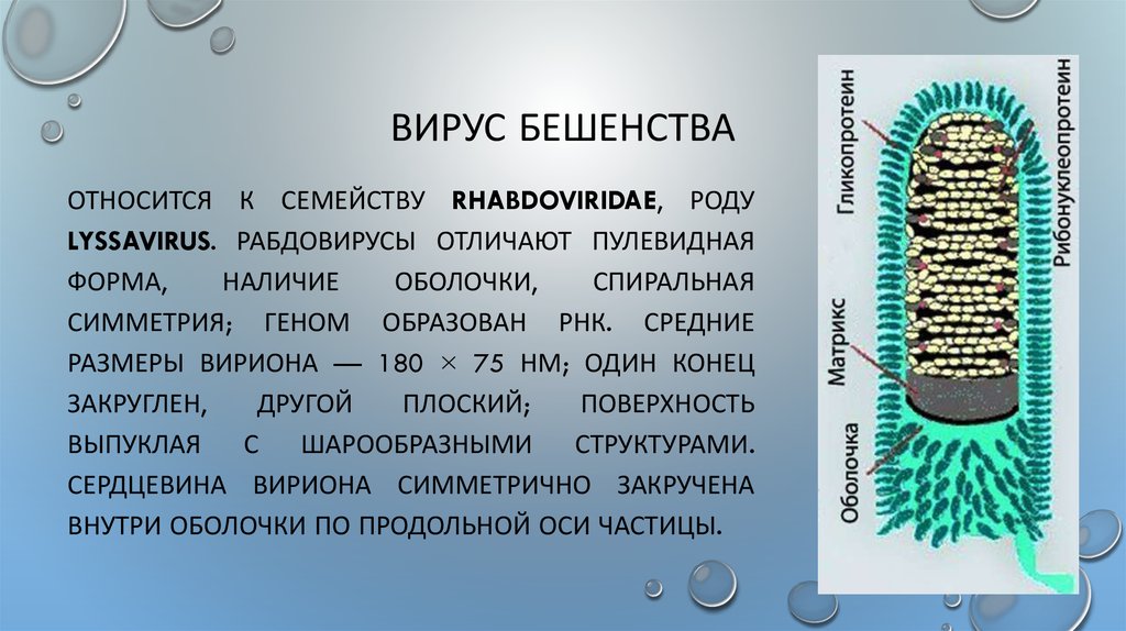 Презентация на тему бешенство микробиология