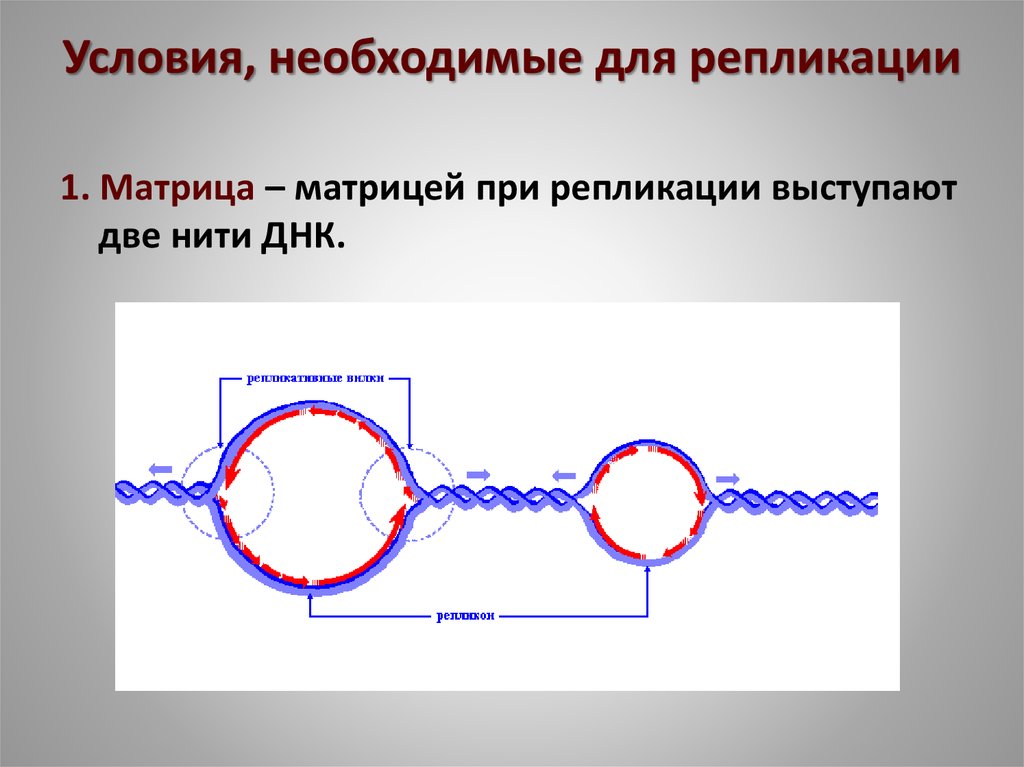 1 репликация. Условия необходимые для репликации. Матрица репликации. Для репликации необходимы. Условия необходимые для репликации ДНК.