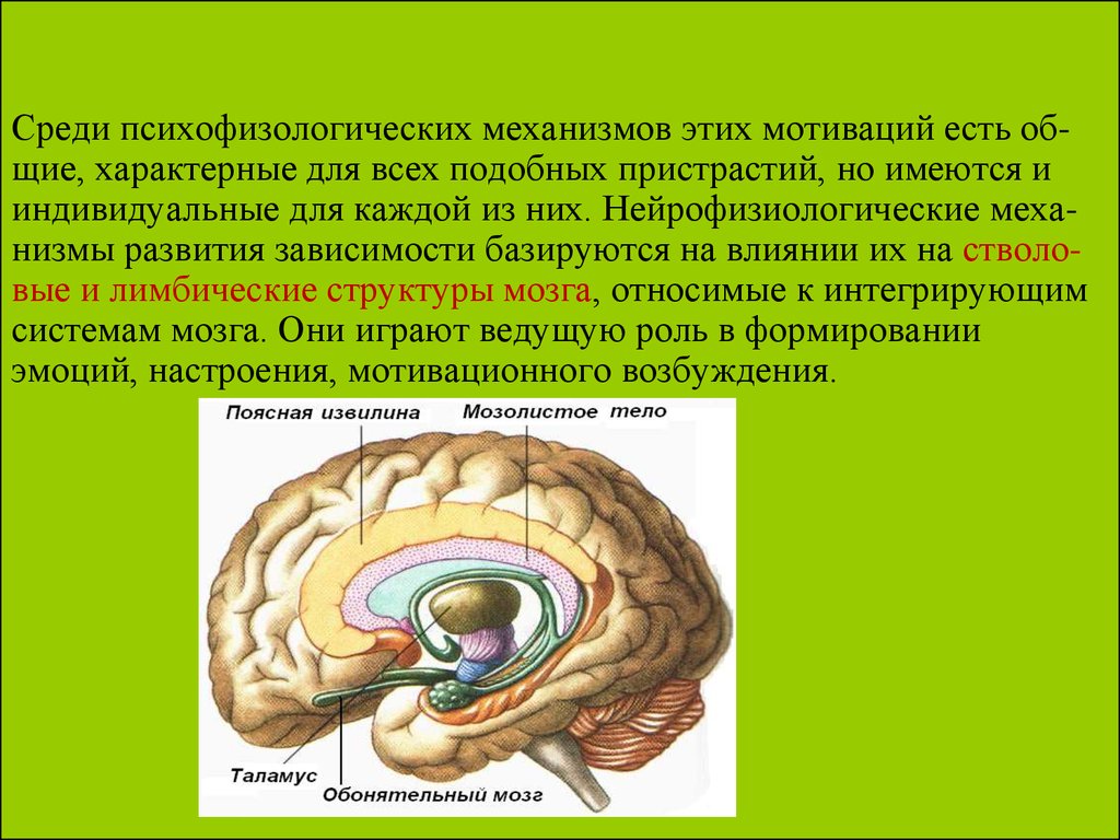 Признаки дисфункции мозга. Нейрофизиологические механизмы формирования мотиваций. Структуры мозга созревают:. Нейрофизиологические механизмы формирования эмоций. Мозолистое тело мозга строение.