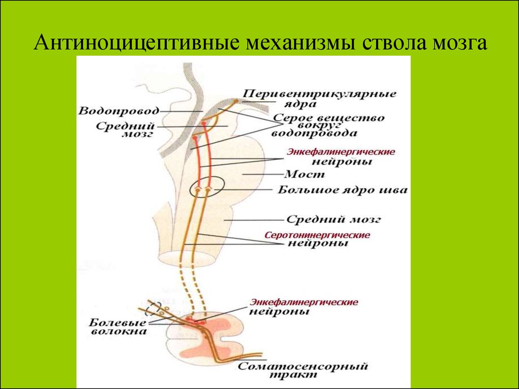 Антиноцицептивная система презентация