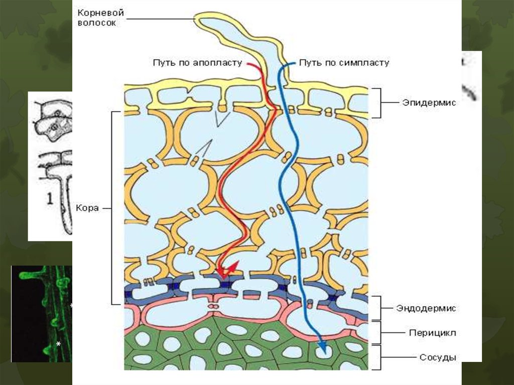 Транспорт воды по стеблю снизу вверх. Пояски Каспари у растений. Клетки эндодермы с поясками Каспари. Пояски Каспари и Симпласт. Радиальный транспорт воды в растении.