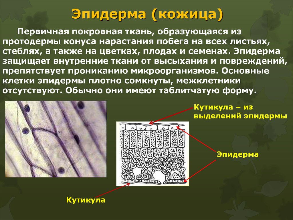 Клетки покрыты плотной. Покровные ткани растений эпидерма. Строение покровной ткани эпидермиса листа. Эпидерма с устьицами. Первично покровные ткань эпидерма строение.