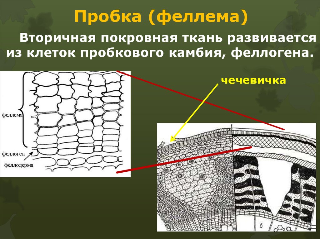 Чечевички у дерева находятся в