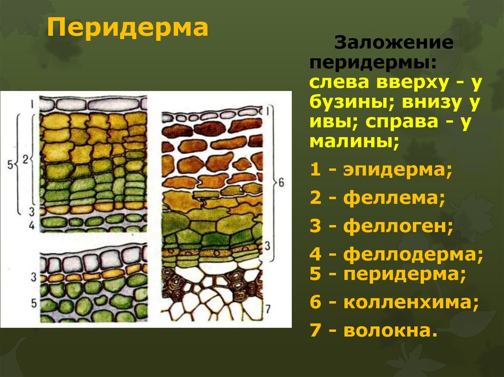 Покровная ткань кожица запасающая ткань. Феллема феллоген феллодерма. Эпидерма ризодерма перидерма. Перидерма с чечевичками. Строение перидермы растений.