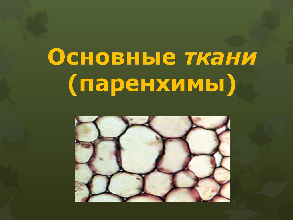 Характеристика запасающей ткани. Аэренхимнаяя ткань растений. Паренхима ткань растений. Основные паренхимные ткани. Основная ткань паренхима.