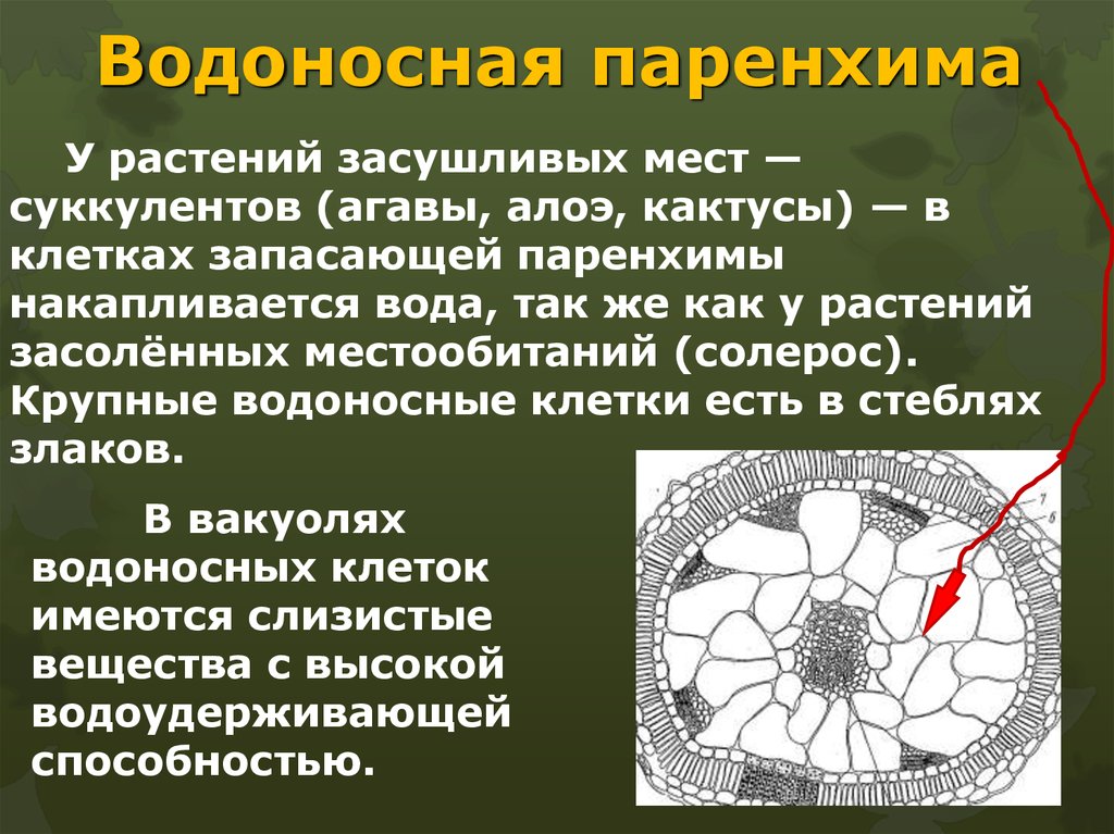 Развитая водоносная паренхима в стеблях и листьях