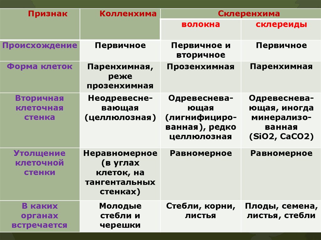 Какие признаки характерны для ткани. Колленхима функции. Колленхима и склеренхима функции. Механические ткани растений таблица. Особенности строения колленхимы.