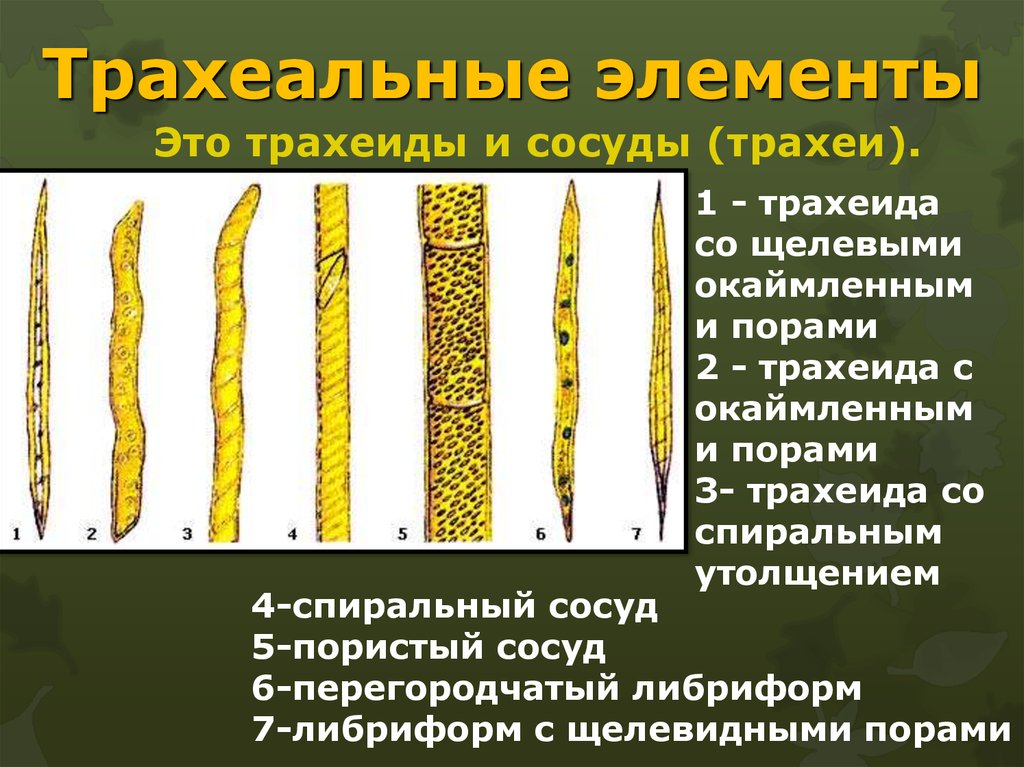 Трахеиды это. Трахеальные элементы ксилемы. Элементы ксилемы трахеиды спиральные. Сосуды и трахеиды. Окаймленные поры трахеиды.