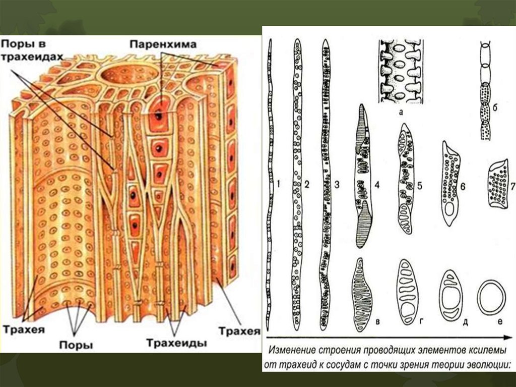 Механическая ткань растений сосуды. И трахеиды древесины (Ксилема).. Строение древесины трахеиды. Трахеиды в древесине сосны под микроскопом. Проводящие ткани растений трахеиды.